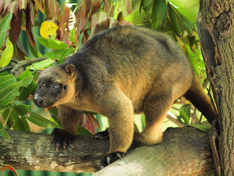 Jake the Lumholtz's Tree Kangaroo, Port Douglas - Jess and Jer's Travel ...