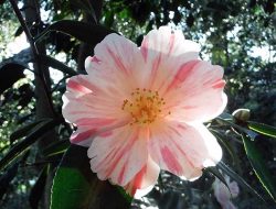 Descanso Gardens A Tranquil Oasis of Nature