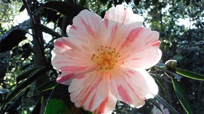 Descanso Gardens A Tranquil Oasis of Nature