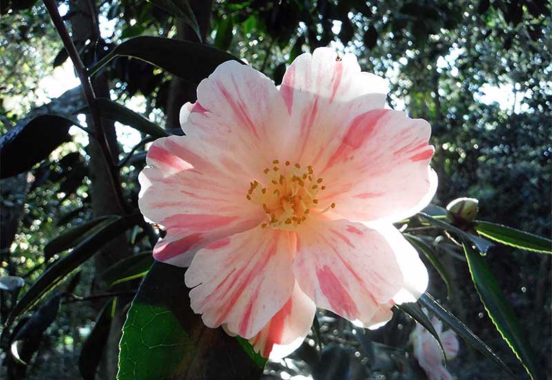 Visit Descanso Gardens in LA county