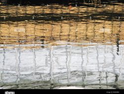 Reflections Water Gardens As A Serene Escape